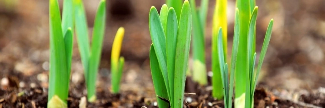 plants in soil